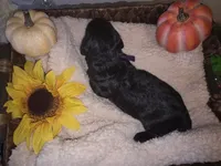Sky, a female Goldendoodle for sale in Chesapeake, VA – 3 of 4