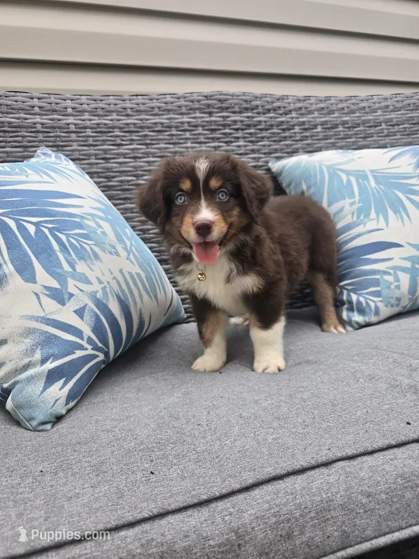 Hershey – Australian Shepherd puppy for sale in Chesapeake, VA