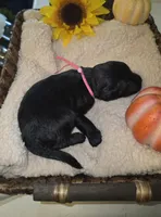 Hail, a female Goldendoodle for sale in Chesapeake, VA – 5 of 5