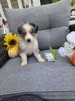 Nova, a female Australian Shepherd for sale in Chesapeake, VA – 3 of 10