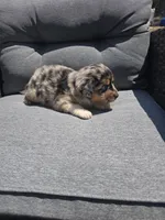 Chip, a male Australian Shepherd for sale in Chesapeake, VA – 2 of 3