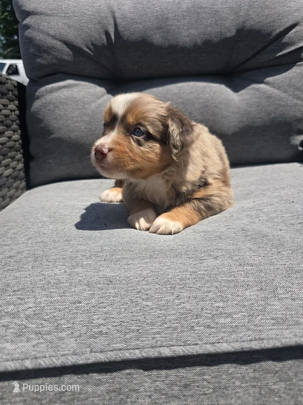 Truffle – Australian Shepherd puppy for sale in Chesapeake, VA
