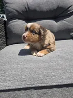 Truffle, a female Australian Shepherd for sale in Chesapeake, VA – 1 of 2