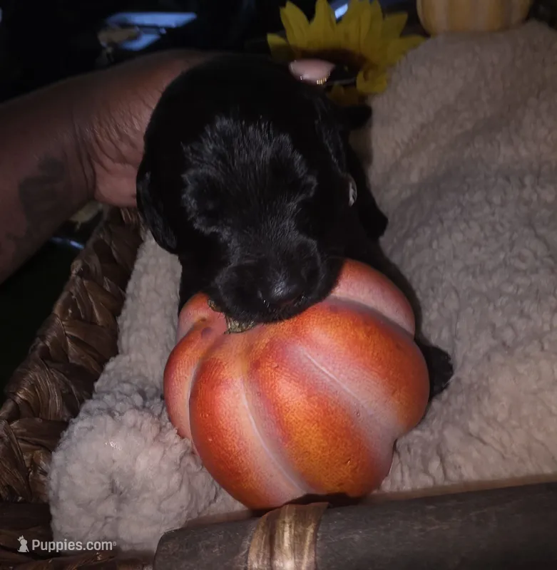 Gust – Goldendoodle puppy for sale in Chesapeake, VA