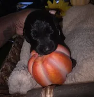Gust, a male Goldendoodle for sale in Chesapeake, VA – 1 of 4