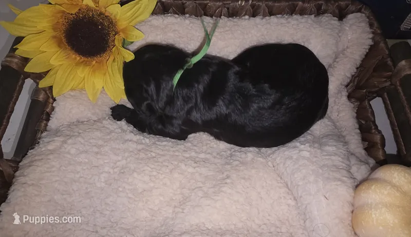 Thunder – Goldendoodle puppy for sale in Chesapeake, VA