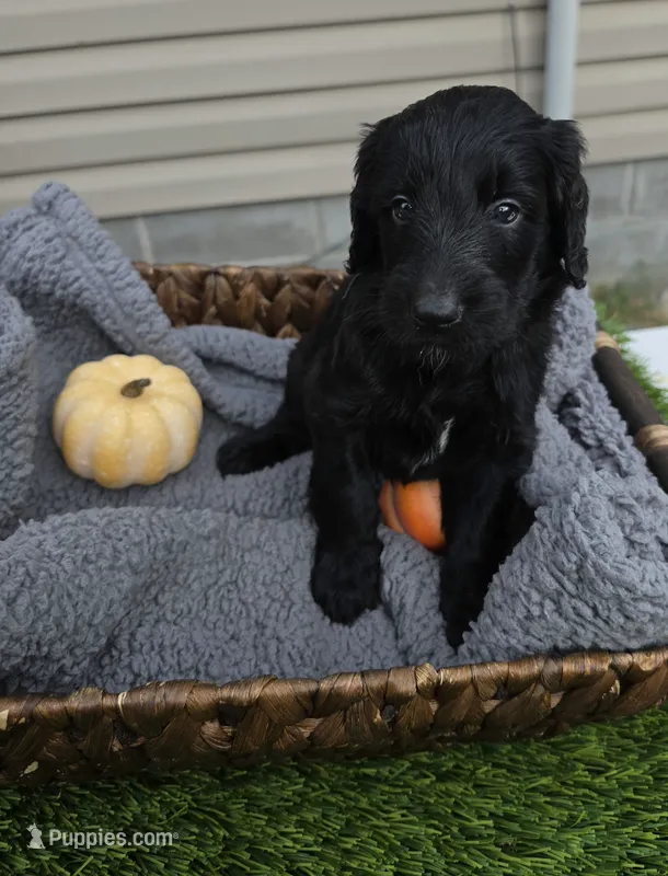 Gust – Goldendoodle puppy for sale in Chesapeake, VA