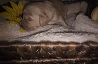 Sunny, a male Goldendoodle for sale in Chesapeake, VA – 5 of 5