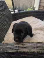 Queen, a female Australian Shepherd and Labrador Retriever for sale in Chesapeake, VA – 3 of 3