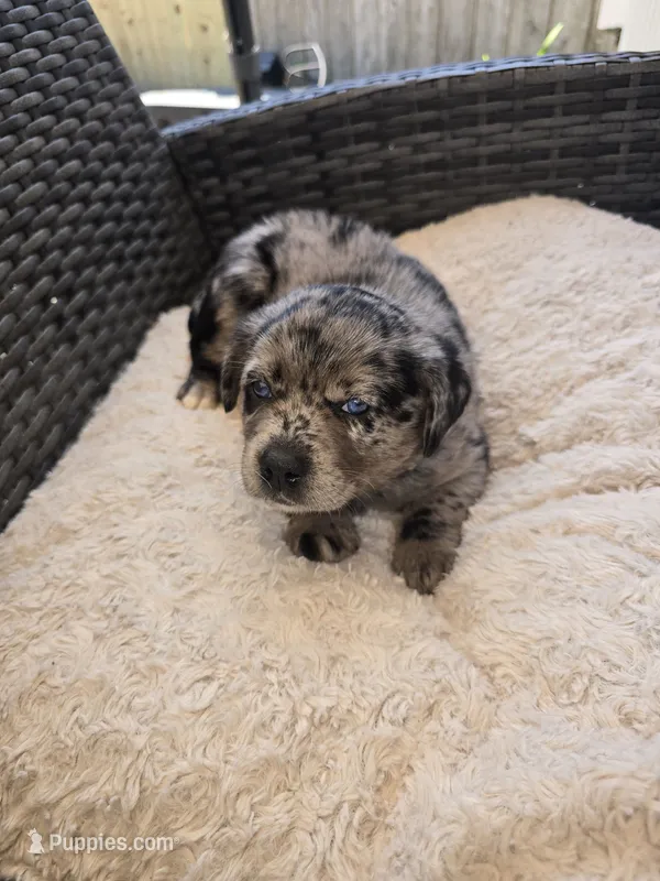 Athena – Australian Shepherd, Labrador Retriever puppy for sale in Chesapeake, VA