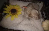 Sunny, a male Goldendoodle for sale in Chesapeake, VA – 4 of 5