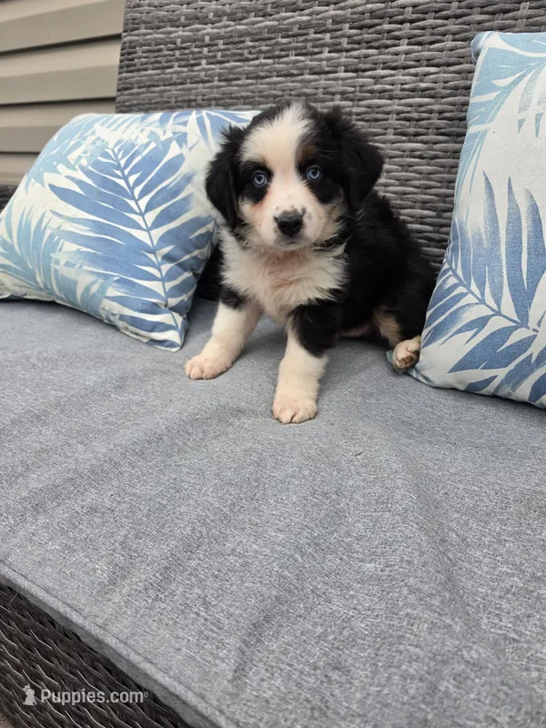 Comet – Australian Shepherd puppy for sale in Chesapeake, VA