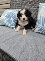 Comet, a male Australian Shepherd for sale in Chesapeake, VA – 1 of 10
