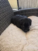 King, a male Australian Shepherd and Labrador Retriever for sale in Chesapeake, VA – 3 of 3