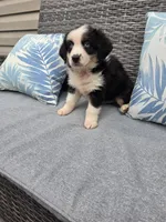 Comet, a male Australian Shepherd for sale in Chesapeake, VA – 3 of 10