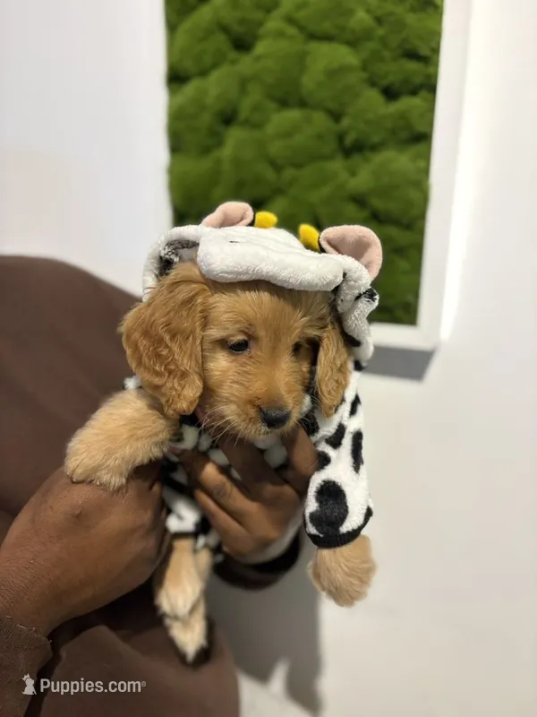 Storm – Goldendoodle puppy for sale in Chesapeake, VA
