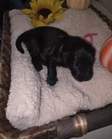 Hail, a female Goldendoodle for sale in Chesapeake, VA – 4 of 5
