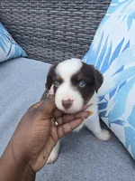 Twix, a male Australian Shepherd for sale in Chesapeake, VA – 1 of 2