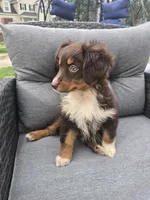 Snickers, a female Australian Shepherd for sale in Chesapeake, VA – 3 of 3