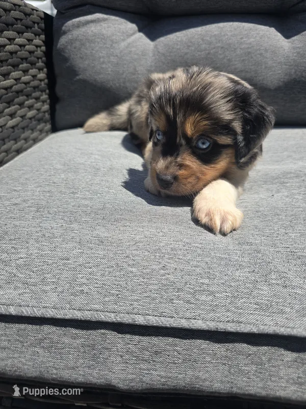 Chip – Australian Shepherd puppy on hold in Chesapeake, VA