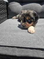 Chip, a male Australian Shepherd for sale in Chesapeake, VA – 1 of 3