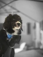 Jade, a female Aussiedoodle for sale in Chesapeake, VA – 6 of 10