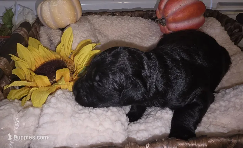Sky – Goldendoodle puppy for sale in Chesapeake, VA
