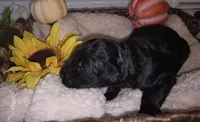 Sky, a female Goldendoodle for sale in Chesapeake, VA – 1 of 4