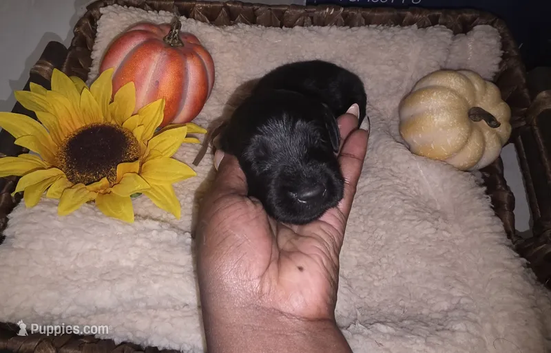 Misty – Goldendoodle puppy for sale in Chesapeake, VA