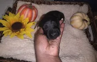 Misty, a female Goldendoodle for sale in Chesapeake, VA – 1 of 3