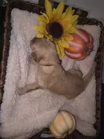 Storm, a female Goldendoodle for sale in Chesapeake, VA – 2 of 3