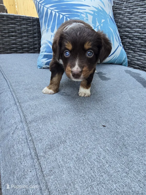 Snickers – Australian Shepherd puppy for sale in Chesapeake, VA