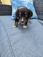 Snickers, a female Australian Shepherd for sale in Chesapeake, VA – 1 of 3