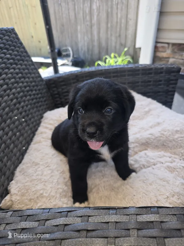 Queen – Australian Shepherd, Labrador Retriever puppy for sale in Chesapeake, VA