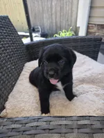 Queen, a female Australian Shepherd and Labrador Retriever for sale in Chesapeake, VA – 1 of 3