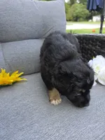 Orion, a male Australian Shepherd for sale in Chesapeake, VA – 6 of 10