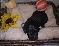 Sky, a female Goldendoodle for sale in Chesapeake, VA – 2 of 4
