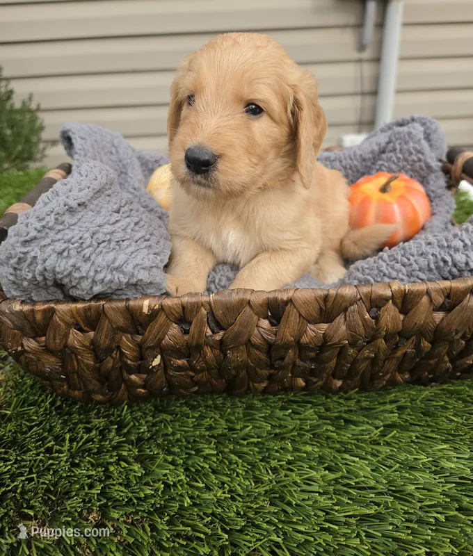 Sunny – Goldendoodle puppy for sale in Chesapeake, VA