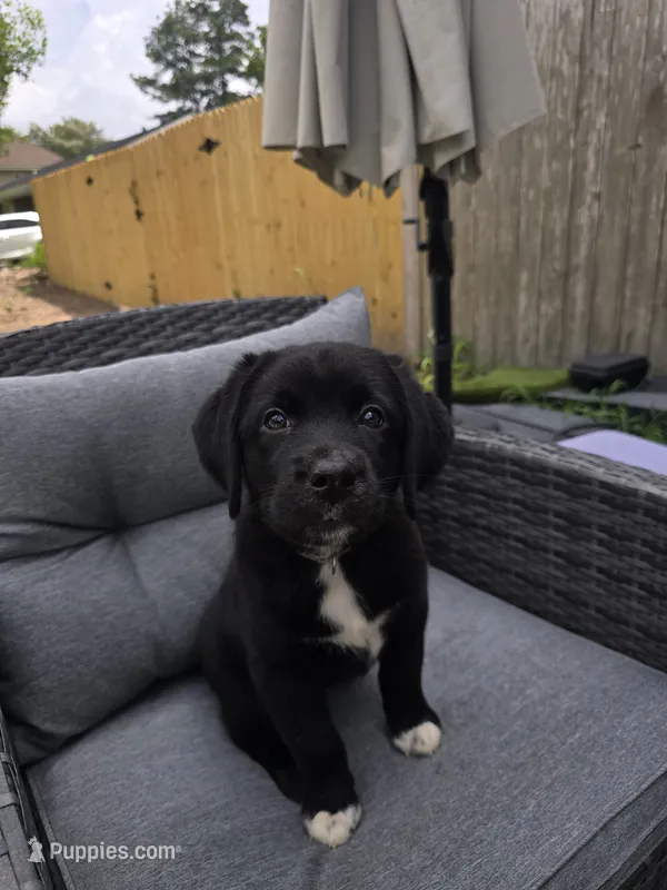 Queen – Australian Shepherd, Labrador Retriever puppy for sale in Chesapeake, VA