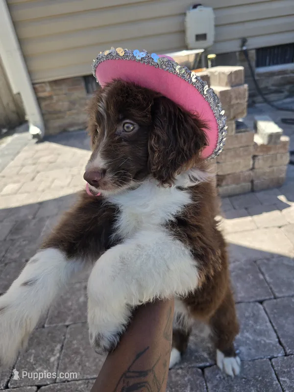 Sapphire  – Aussiedoodle puppy for sale in Hampton, VA
