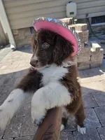 Sapphire , a female Aussiedoodle for sale in Chesapeake, VA – 1 of 5