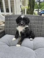 Onyx, a female Aussiedoodle for sale in Hampton, VA – Photo 3 of 3