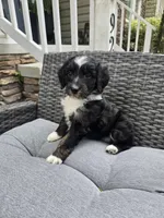 Onyx, a female Aussiedoodle for sale in Hampton, VA – Photo 1 of 3