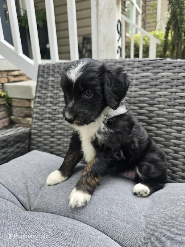 Onyx – Aussiedoodle puppy for sale in Hampton, VA