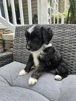 Onyx, a female Aussiedoodle for sale in Hampton, VA – Photo 2 of 3