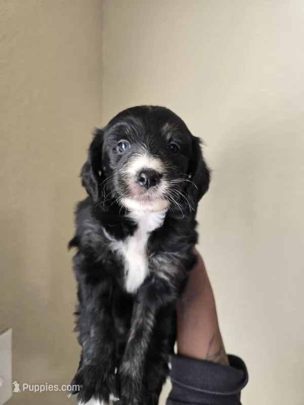 Jade – Aussiedoodle puppy for sale in Hampton, VA