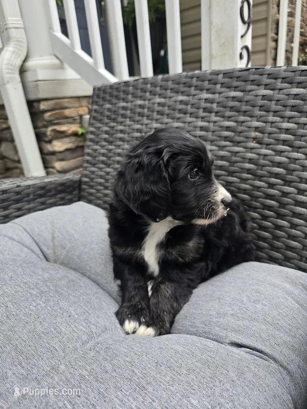 Jade – Aussiedoodle puppy for sale in Hampton, VA