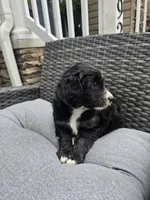 Jade, a female Aussiedoodle for sale in Chesapeake, VA – 4 of 6