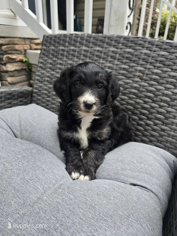 Jade – Aussiedoodle puppy for sale in Hampton, VA