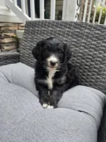 Jade, a female Aussiedoodle for sale in Chesapeake, VA – 3 of 6